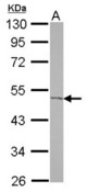 Sample (30 ug of whole cell lysate) A: U87-MG 10% SDS PAGE ACOT9 antibody diluted at 1:500