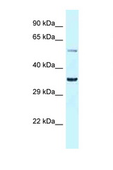 BHLHE41 / SHARP1 antibody LS-C145768 Western blot of Rat Liver lysate. Antibody concentration 1 ug/ml.