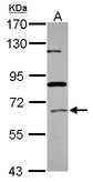 Sample (30 ug of whole cell lysate) A: HepG2 7.5% SDS PAGE ACOX1 antibody diluted at 1:500