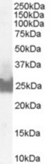 (0.1 ug/ml) Staining of A431 lysate (35 ug protein in RIPA buffer). Primary incubation was 1 hour. Detected by chemiluminescence.