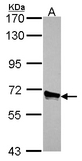 Sample (30 ug of whole cell lysate). A: A549. 7.5% SDS PAGE. ACOX3 antibody diluted at 1:1000.