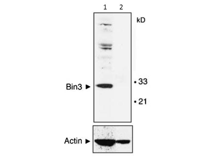 Western blot of Mouse Anti-BIN3 antibody. Lane 1: MEF cells wild type. Lane 2: MEF cells null mice. Load: 35 ug per lane. Primary antibody: BIN3 antibody overnight at 4C. Secondary antibody: IRDye800 mouse secondary antibody for 45 min at RT. Block: 5% BLOTTO overnight at 4C. Predicted/Observed size: 29.7 kDa, 30 kDa for BIN-3. Other band(s): non-specific.