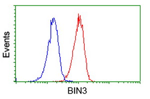 Flow cytometry of Jurkat cells, using anti-BIN3 antibody (Red), compared to a nonspecific negative control antibody (Blue).