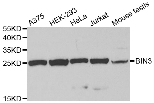 Western blot analysis of extracts of various cell lines, using BIN3 antibody.
