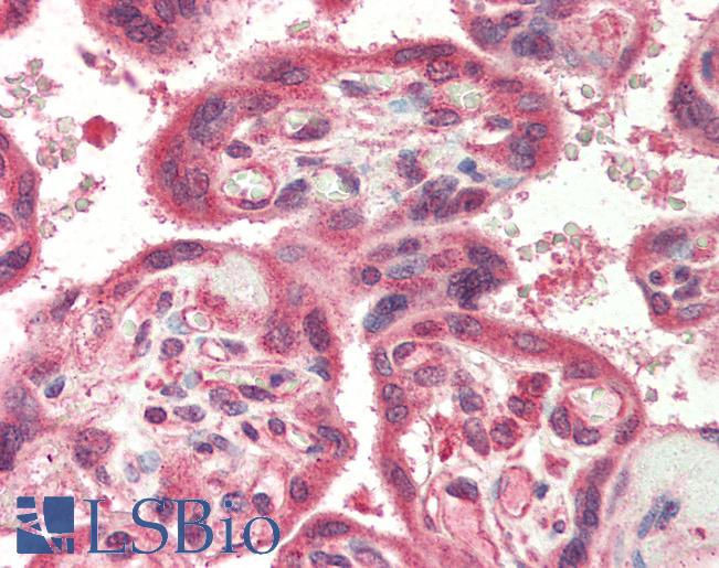 Anti-NAIP antibody IHC of human placenta. Immunohistochemistry of formalin-fixed, paraffin-embedded tissue after heat-induced antigen retrieval. Antibody LS-B455 concentration 5 ug/ml.