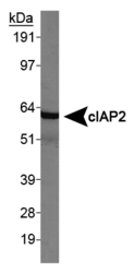 cIAP2/HIAD1 Antibody - Western blot on HeLa whole cell lysate.
