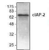 Western blot of BIRC3 / cIAP2 antibody LS-B5024.