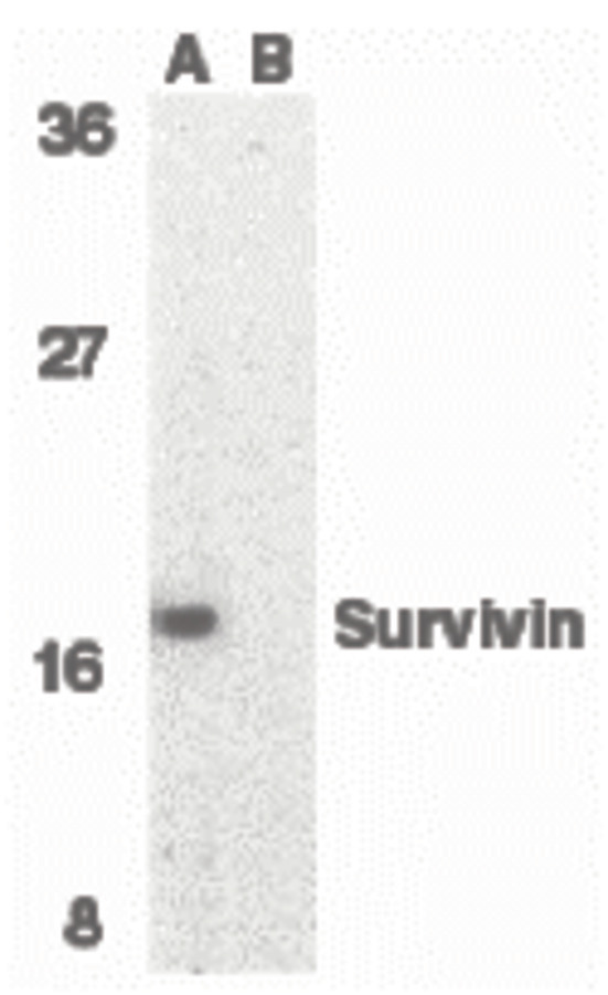 Western blot of survivin in MOLT4 cell lysate in the absence (A) or presence (B) of blocking peptide with survivin antibody at 1 ug/ml.