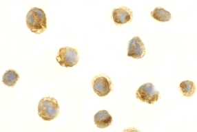 Immunocytochemistry of Survivin in Jurkat cells with Survivin antibody at 5 µg/ml.