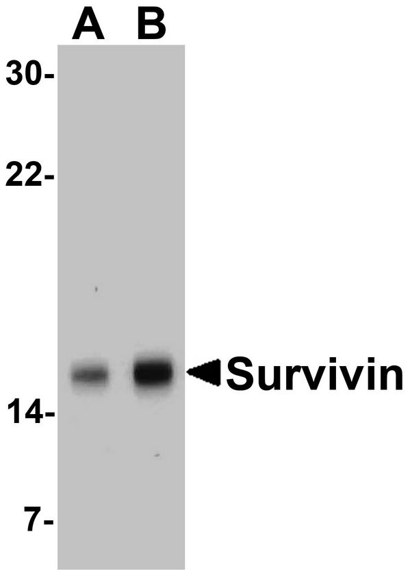 Western blot analysis of Survivin in MOLT4 cell lysate with Survivin antibody at (A) 1 and (B) 2 ug/ml.