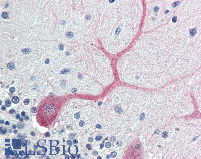 Anti-BIRC7 / Livin antibody IHC of human brain, cerebellum. Immunohistochemistry of formalin-fixed, paraffin-embedded tissue after heat-induced antigen retrieval. Antibody LS-B456 concentration 5 ug/ml.