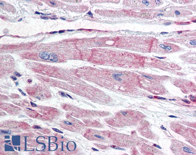 Anti-BIRC7 / Livin antibody IHC of human heart. Immunohistochemistry of formalin-fixed, paraffin-embedded tissue after heat-induced antigen retrieval. Antibody LS-B2018 concentration 10 ug/ml.