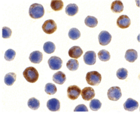 Immunocytochemistry of ILP-2 in HepG2 cells with ILP-2 antibody at 10 ug/ml.