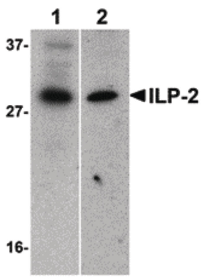 Western blot of ILP-2 expression in human HepG2 (lane 1) and MOLT4 (lane 2) cell lysates with ILP-2 antibody at 1 ug/ml.