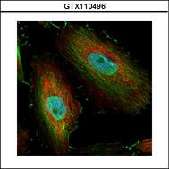 Confocal immunofluorescence analysis (Olympus FV10i) of paraformaldehyde-fixed HeLa using BIVM antibody (Green) at 1:500 dilution. Alpha-tubulin filaments were labeled with alpha-tubulin antibody (Red) at 1:2000.