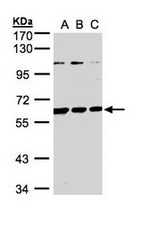 Sample (30 ug whole cell lysate). A: H1299, B: HeLa S3, C: Hep G2 . 7.5% SDS PAGE. BIVM antibody diluted at 1:1000