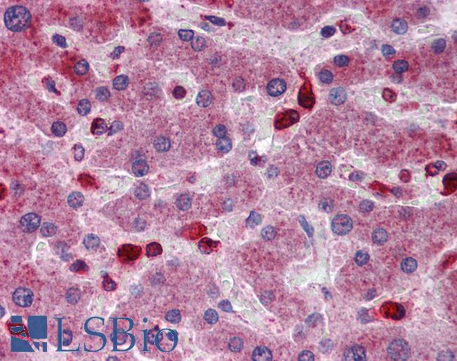 Anti-ACP2 / Acid Phosphatase 2 antibody IHC of human liver. Immunohistochemistry of formalin-fixed, paraffin-embedded tissue after heat-induced antigen retrieval. Antibody LS-B5788 concentration 5 ug/ml.