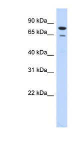 RMI1 / BLAP75 antibody LS-C102220 Western blot of Transfected 293T cell lysate.