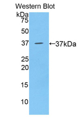 Western blot of recombinant BLC / CXCL13.