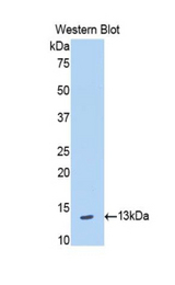 Western blot of recombinant BLC / CXCL13.