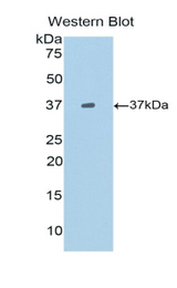 Western blot of recombinant BLC / CXCL13.