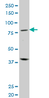 PRDM1 monoclonal antibody (M01), clone 2B10. Western Blot analysis of PRDM1 expression in human spleen.