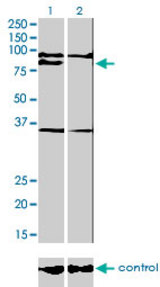 Western blot analysis of PRDM1 over-expressed 293 cell line, cotransfected with PRDM1 Validated Chimera RNAi (Lane 2) or non-transfected control (Lane 1). Blot probed with PRDM1 monoclonal antibody (M01), clone 2B10 . GAPDH ( 36.1 kDa ) used as specificity and loading control.
