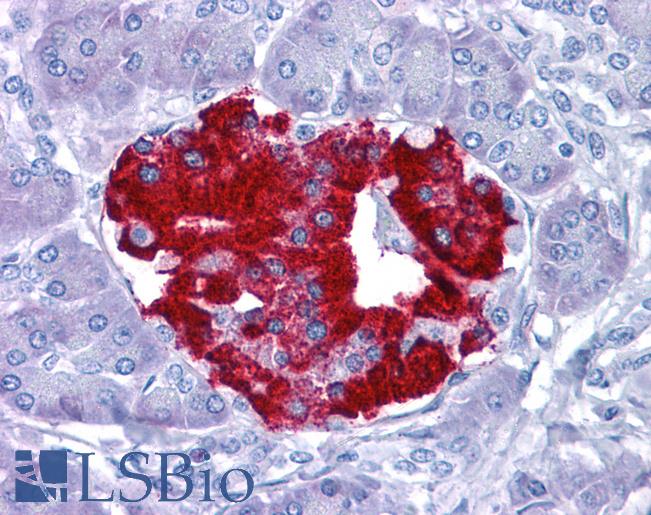 Anti-BLIMP-1 antibody IHC of human pancreas. Immunohistochemistry of formalin-fixed, paraffin-embedded tissue after heat-induced antigen retrieval. Antibody LS-B4694 concentration 5 ug/ml.