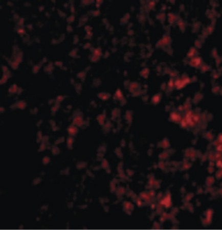 Immunofluorescence of Blimp-1 in Mouse Lung cells with Blimp-1 antibody at 20 ug/ml.