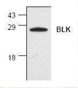 Western blot of BLK antibody LS-C48221.