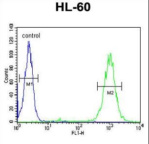 BLM Antibody flow cytometry of HL-60 cells (right histogram) compared to a negative control cell (left histogram). FITC-conjugated goat-anti-rabbit secondary antibodies were used for the analysis.