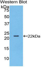 Western blot of recombinant BLMH.