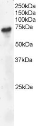 Staining (4 ug/ml) of Daudi lysate (RIPA buffer, 30 ug total protein per lane). Primary incubated for 1 hour. Detected by chemiluminescence.
