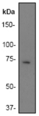 Western blot analysis on Raji cell lysate using anti-BLNK (antibody, 1:500 dilution.