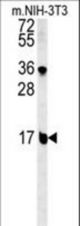 BLOC1S2 Antibody western blot of mouse NIH-3T3 cell line lysates (15 ug/lane). The BLOC1S2 antibody detected the BLOC1S2 protein (arrow).