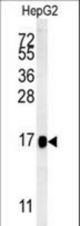 BLOC1S2 Antibody western blot of HepG2 cell line lysates (15 ug/lane). The BLOC1S2 antibody detected the BLOC1S2 protein (arrow).