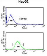 BLOC1S2 Antibody flow cytometry of HepG2 cells (bottom histogram) compared to a negative control cell (top histogram). FITC-conjugated goat-anti-rabbit secondary antibodies were used for the analysis.