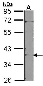 Sample (30 ug of whole cell lysate). A: NIH-3T3. 10% SDS PAGE. ACP5 / TRAP antibody diluted at 1:1000.