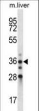 BLVRA Antibody western blot of mouse liver tissue lysates (35 ug/lane). The BLVRA antibody detected the BLVRA protein (arrow).