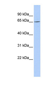 ARNTL2 antibody LS-B6621 Western blot of MCF7 cell lysate.