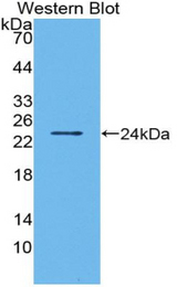 Western blot of recombinant BMF.