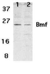 Western blot of Bmf expression in human HepG2 (lane 1) and 293 (lane 2) cell lysates with Bmf antibody at 2 ug /ml.