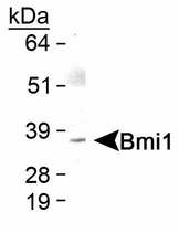 Detection of Bmi1 protein in skeletal muscle.