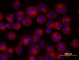BMI-1 in K562 Human Cell Line. BM I-1 was detected in immersion fixed K562 human chronic myelogenous leukemia cell line using 10 ug/ml Goat Anti-Human BMI-1 Antigen Affinity-purified Polyclonal Antibody for 3 hours at room temperature. Cells were stained with the NorthernLights 557-conjugated Anti-Goat IgG Secondary Antibody (red) and counterstained with DAPI (blue).
