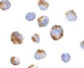 Immunocytochemistry of BMI-1 in K562 cells with LS-C19577 at 10 µg/ml.