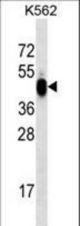 BMI1 western blot of K562 cell line lysates (35 ug/lane). The BMI1 antibody detected the BMI1 protein (arrow).