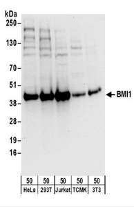 Detection of Human and Mouse BMI1 by Western Blot. Samples: Whole cell lysate (50 ug) from HeLa, 293T, Jurkat, mouse TCMK-1, and mouse NIH3T3 cells. Antibodies: Affinity purified rabbit anti-BMI1 antibody used for WB at 0.1 ug/ml. Detection: Chemiluminescence with an exposure time of 10 seconds.
