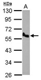 Sample (30 ug of whole cell lysate). A: H1299. 10% SDS PAGE. BMP10 antibody diluted at 1:500.