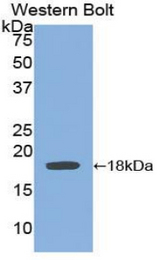 Western blot of recombinant BMP15 / BMP-15.