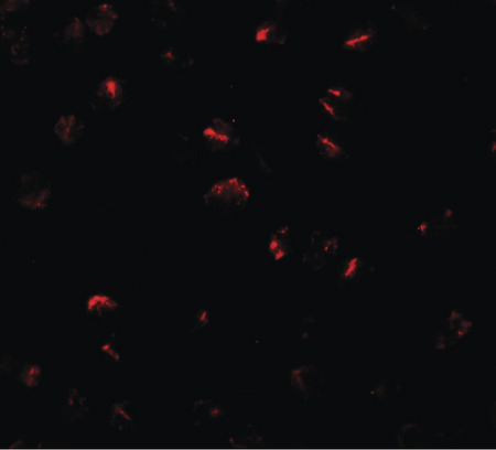 Immunofluorescence of BMP15 in 3T3 cells with BMP15 antibody at 20 ug/ml.